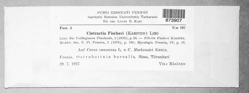 Cintractia fischeri image